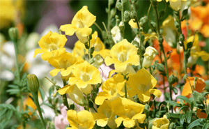 �O���[���L�[�s���O�C���[�W�ʐ^